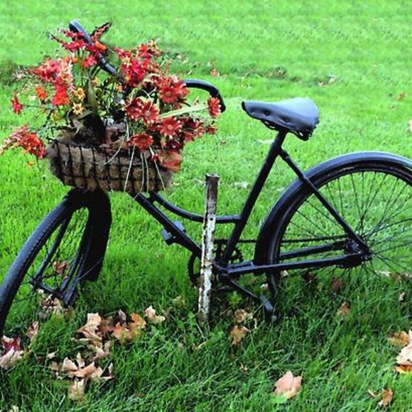 Meet your Posher, Susan - Picture 1 of 1